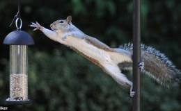 Perfect Squirrel Proof Feeder –&nbsp;Hopefully