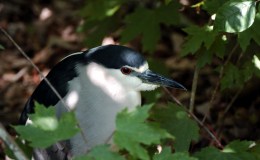 Birds of the Bible – Heron&nbsp;Update
