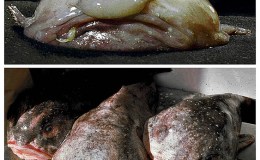 The World’s Ugliest Animal – Creation&nbsp;Moment