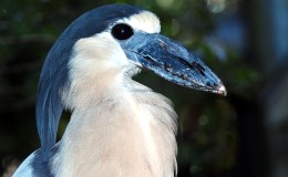 Boat-billed Heron at Lowry Park&nbsp;Zoo