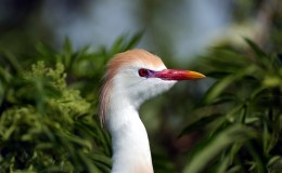 Videos From Gatorland