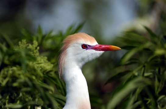 Cattle Egret In Breeding Plumage by Dan