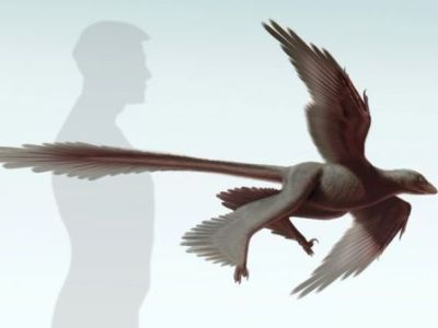 Changyuraptor yangi (aka feathered dinosaur) ©Stephanie Abramowicz