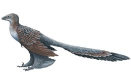 FEATHERED DINOSAURS from Creation&nbsp;Moments