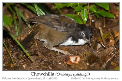 Chowchilla (Orthonyx spaldingii  by Ian