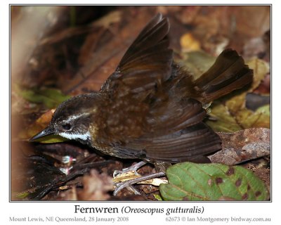 Fernwren 9Oreoscopus gutturalis)  by Ian