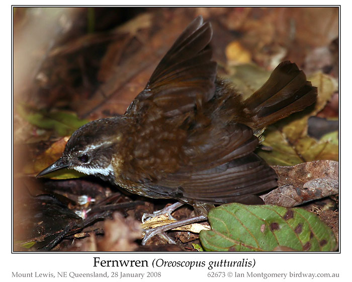 Fernwren 9Oreoscopus gutturalis) by Ian