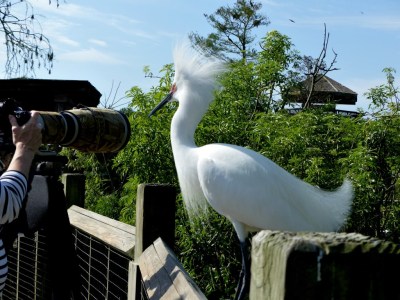 Snowy Egret on Rail at Gatorland by Lee