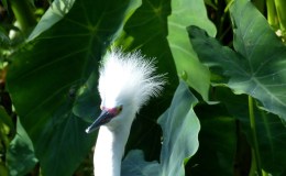 Bad Hair (Feather) Day at&nbsp;Gatorland