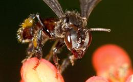 Interesting Things – Melipona Bee and&nbsp;Vanilla