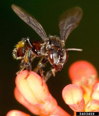 Melipona Bee ©WikiC