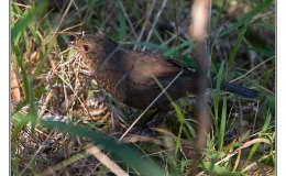 Ian’s Bird of the Week ~&nbsp;Pilotbird