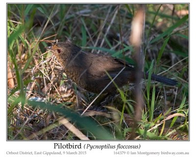 Pilotbird (Pycnoptilus floccosus) by Ian