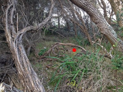 Pilotbird (Pycnoptilus floccosus) by Ian