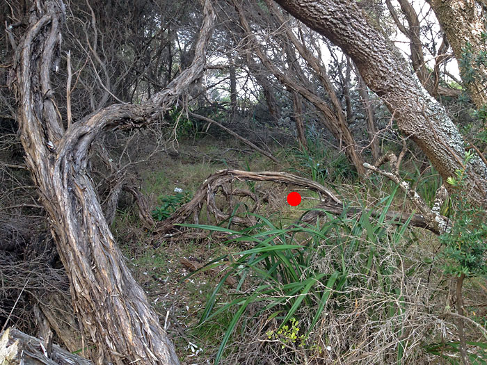 Pilotbird (Pycnoptilus floccosus) by Ian