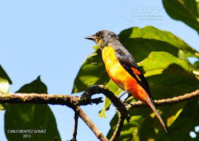 Fiery Minivet (Pericrocotus igneus) ©WikiC