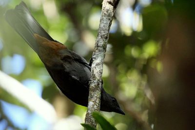 New Caledonian Cuckooshrike (Coracina analis) ©WikiC