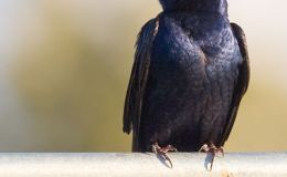 Sunday Inspiration – Swallows and&nbsp;Martins