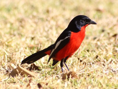Crimson-breasted Shrike (Laniarius atrococcineus) ©WikiC