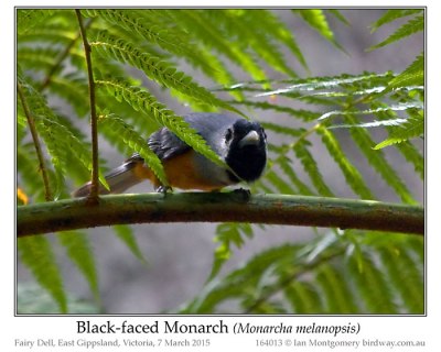 Black-faced Monarch (Monarcha melanopsis) by Ian