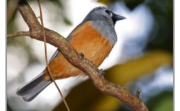 Ian’s Bird of the Week – Black-faced&nbsp;Monarch