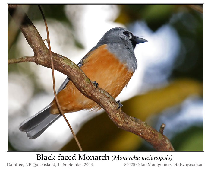 Black-faced Monarch (Monarcha melanopsis) by Ian