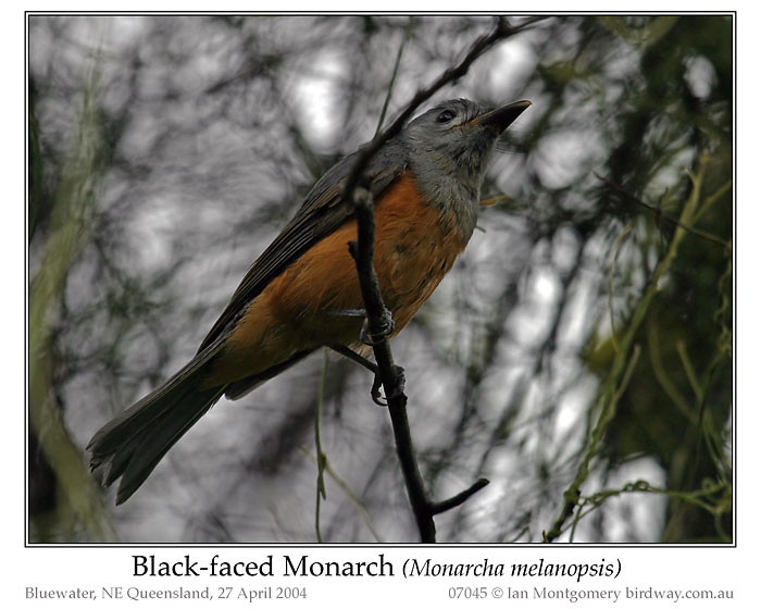 Black-faced Monarch (Monarcha melanopsis) by Ian