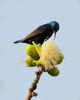 Purple Sunbird (Cinnyris asiaticus) by TAJA