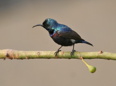Purple Sunbird (Cinnyris asiaticus) ©J M Garg