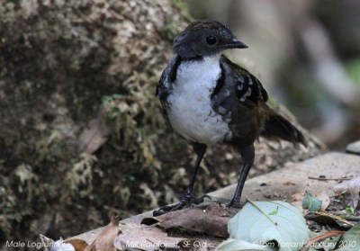  Australian Logrunner (Orthonyx temminckii) by Tom Tarrant