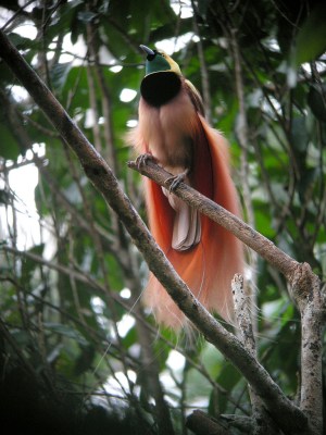Raggiana Bird-of-paradise (Paradisaea raggiana) ©WikiC