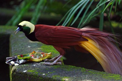 Raggiana Bird-of-paradise (Paradisaea raggiana) ©WikiC