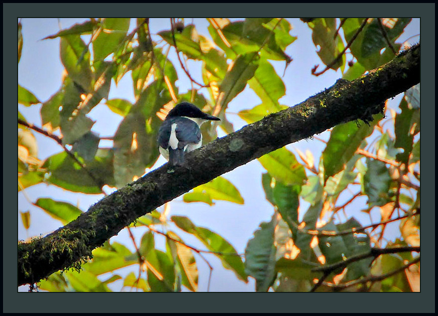 African Shrike-flycatcher (Megabyas flammulatus) ©Flickr Steve Garvie