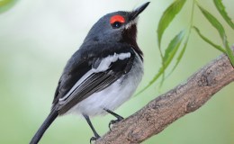 Sunday Inspiration – Whipbirds, Wattle-eyes and&nbsp;Allies