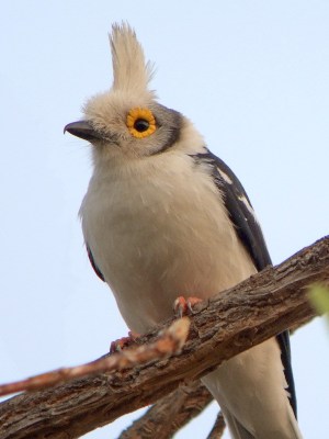 White-crested Helmetshrike (Prionops plumatus) ©WikiC