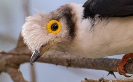 Sunday Inspiration – Woodshrikes and&nbsp;Helmetshrikes