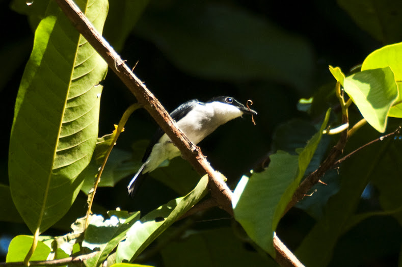 Black-winged Flycatcher-shrike (Hemipus hirundinaceus) by MAMuin
