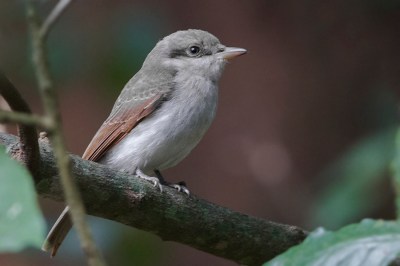 Large woodshrike (Tephrodornis gularis) ©WikiC