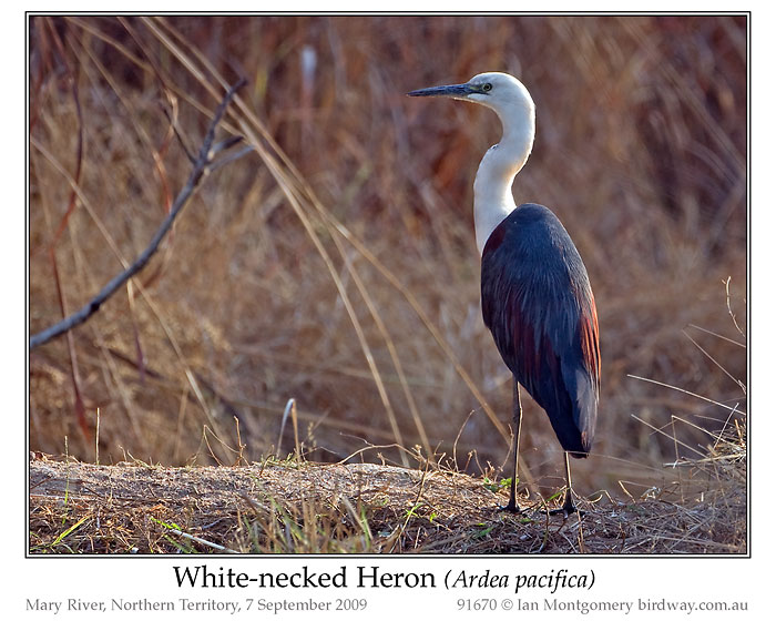 White-faced Heron (Ardea Pacifica) by Ian