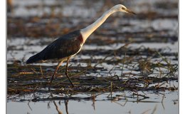 Ian’s Bird of the Week – White-necked&nbsp;Heron