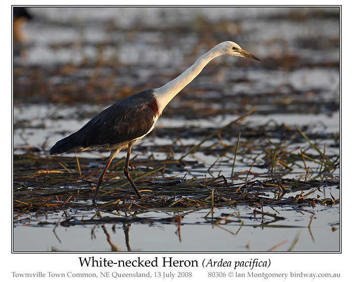 White-faced Heron (Ardea Pacifica) by Ian