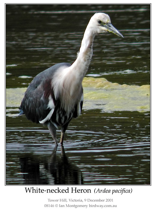 White-faced Heron (Ardea Pacifica) by Ian
