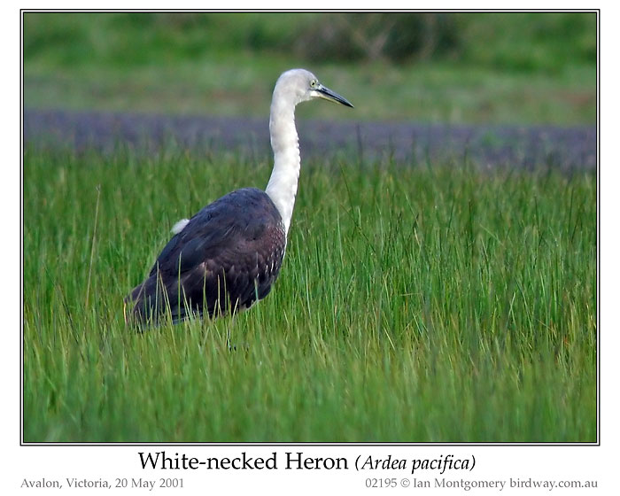 White-faced Heron (Ardea Pacifica) by Ian