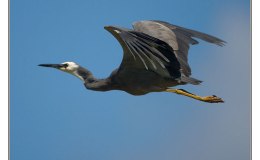 Ian’s Bird of the Week – White-faced&nbsp;Heron