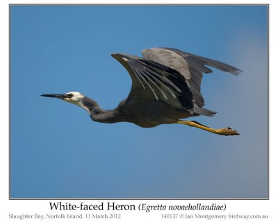  White-faced Heron (Egretta novaehollandiae) by Ia