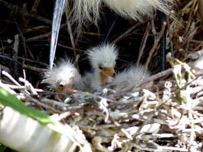 Snowy Egret in Nest with babies by Dan