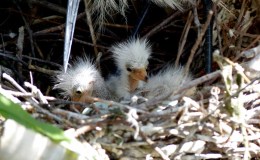Smoothing A Ruffled&nbsp;Feather