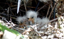 Lee’s One Word Monday –&nbsp;5/2/16