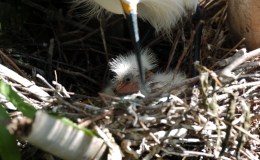 Baby Snowy Egrets at&nbsp;Gatorland
