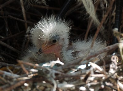 Snowy Egret Baby by Dan